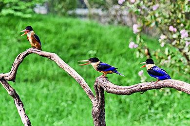 《虫子快餐店》大型更新“大餐岛屿”现将添加新奖杯